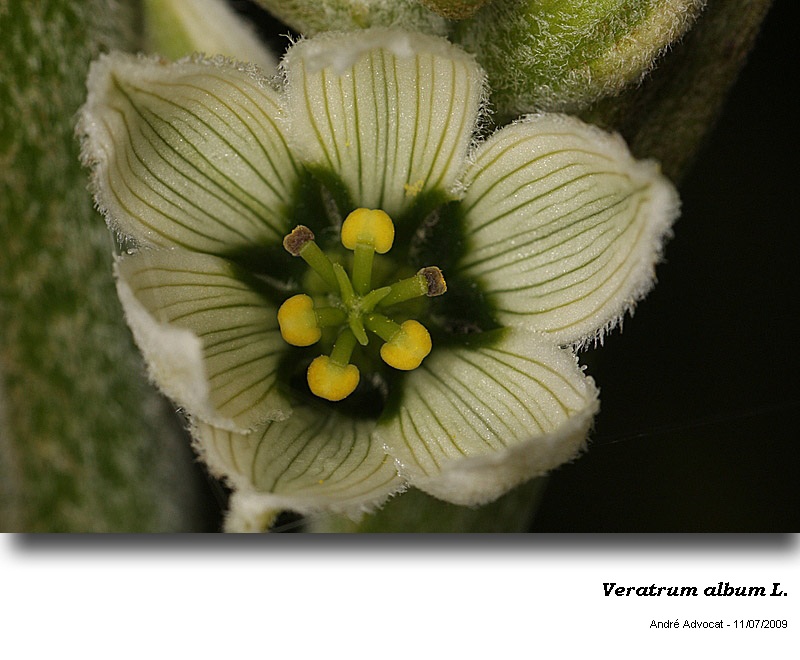 Veratrum album L. s.l. #48185