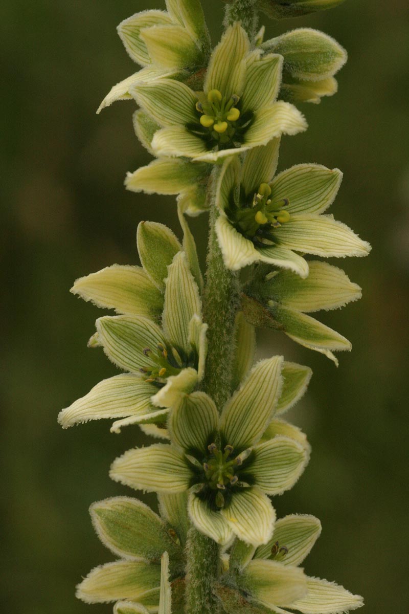 Veratrum album L. s.l. #48183