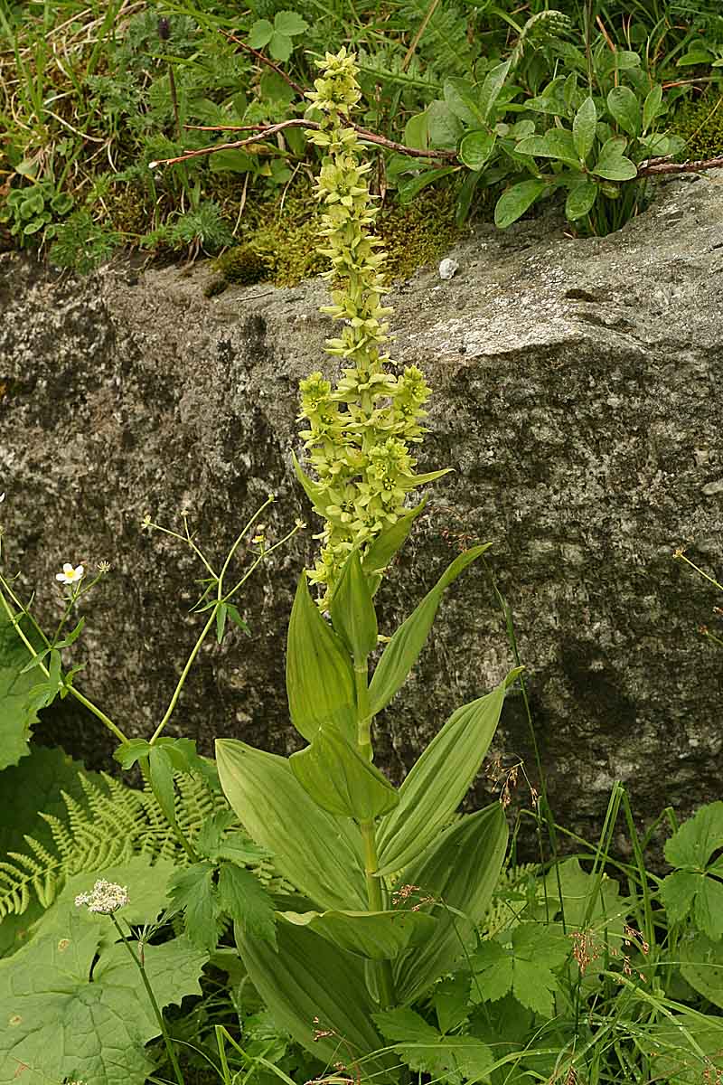Veratrum album L. s.l. #48181