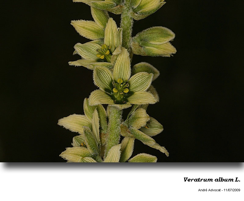 Veratrum album L. #48192