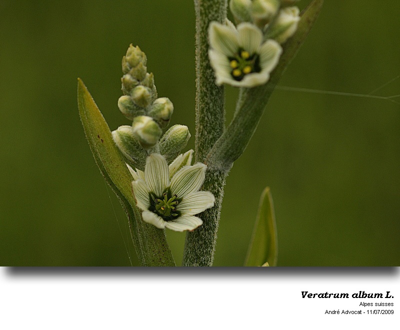 Veratrum album L. s.l. #48184