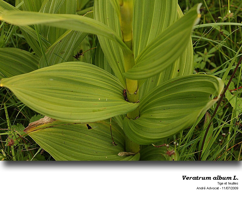 Veratrum album L. s.l. #48191