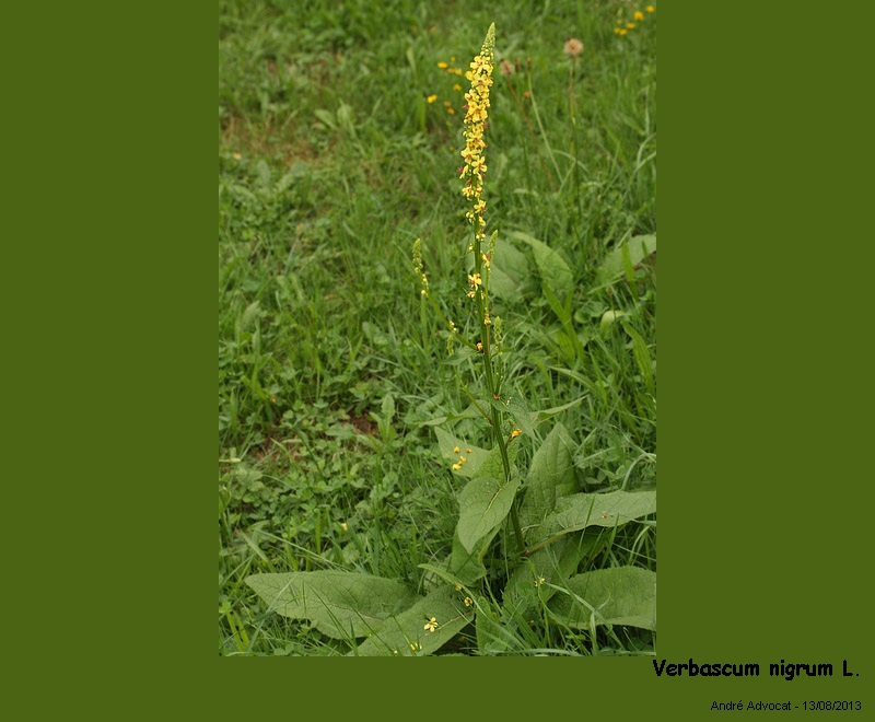 Verbascum nigrum L. #34592