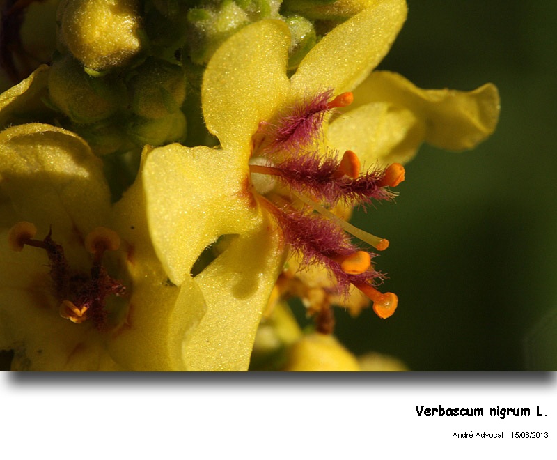 Verbascum nigrum L. #34593