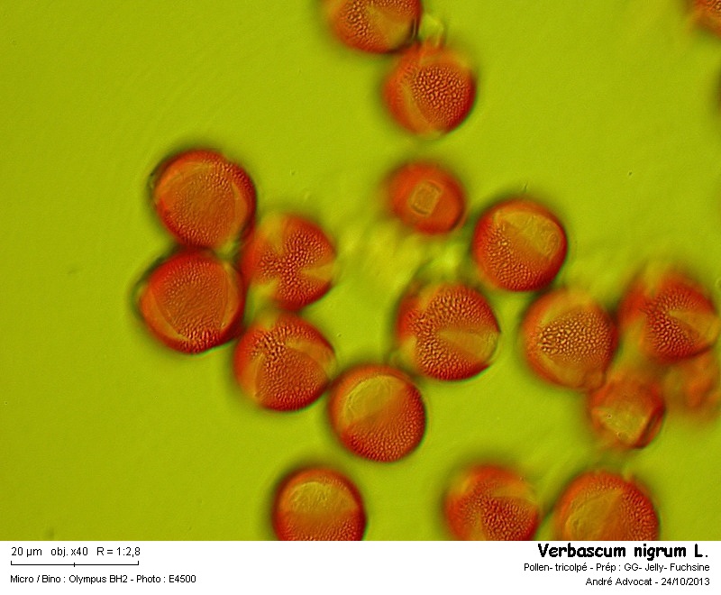 Verbascum nigrum L. #34594