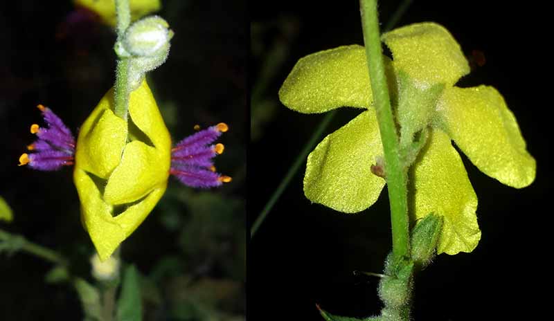 Verbascum sinuatum #50692