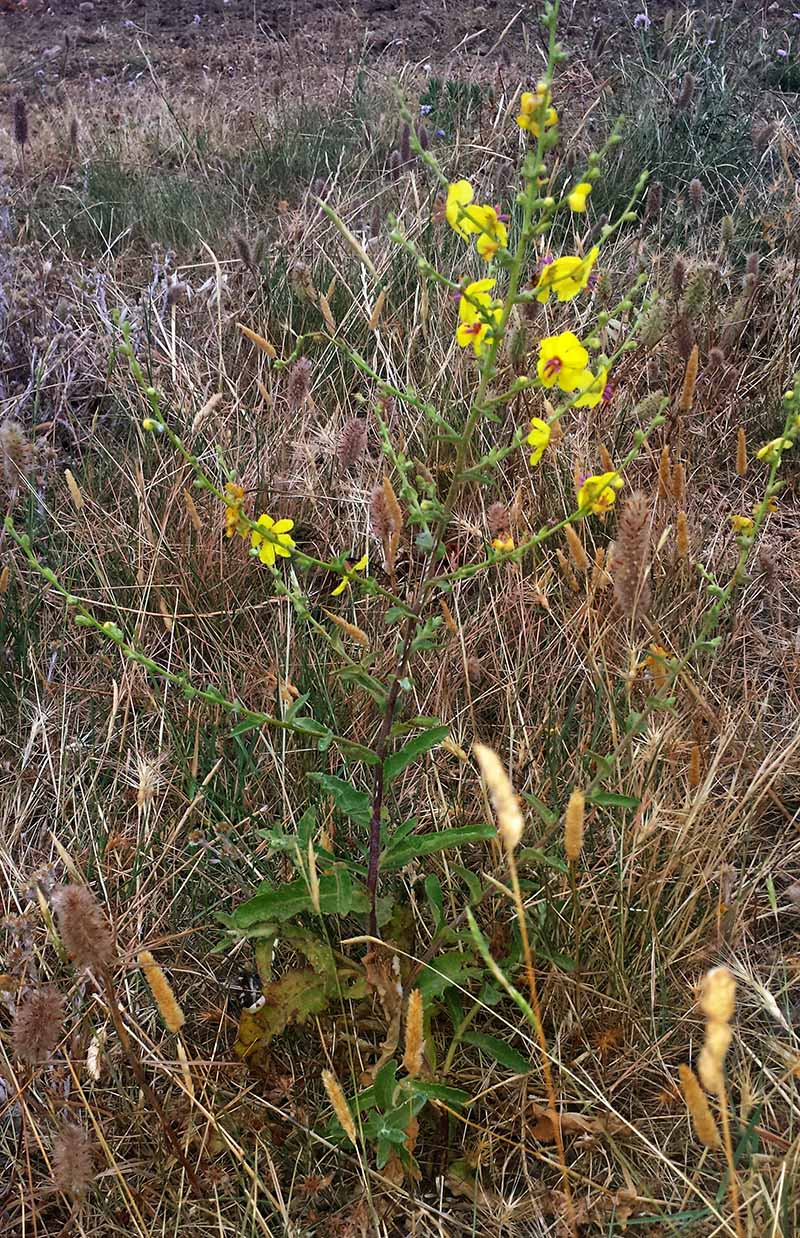 Verbascum sinuatum #50687