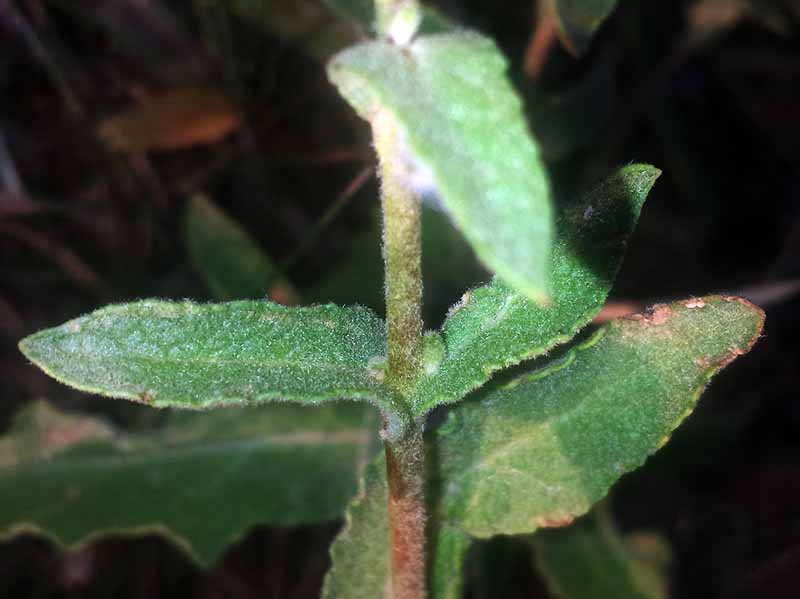 Verbascum sinuatum #50691