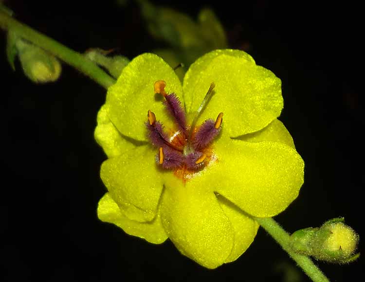 Verbascum sinuatum #50693