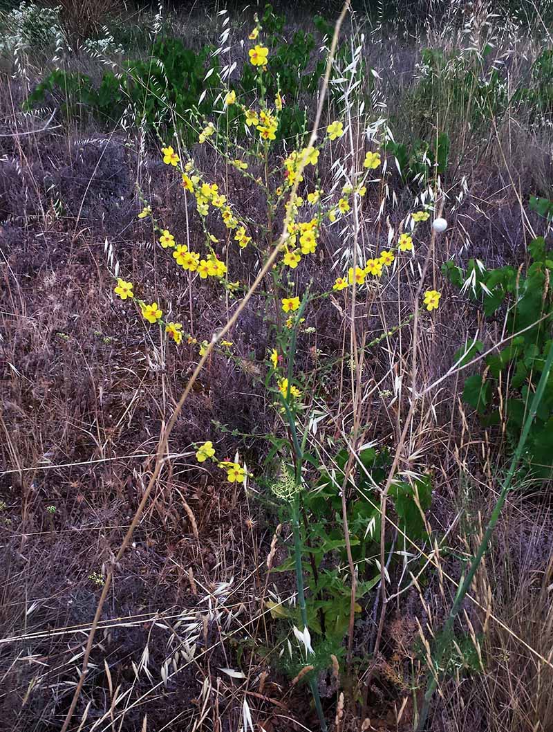 Verbascum sinuatum #50688