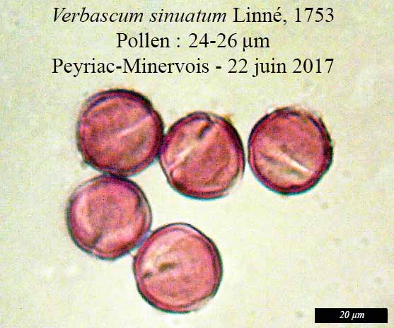 Verbascum sinuatum #50734