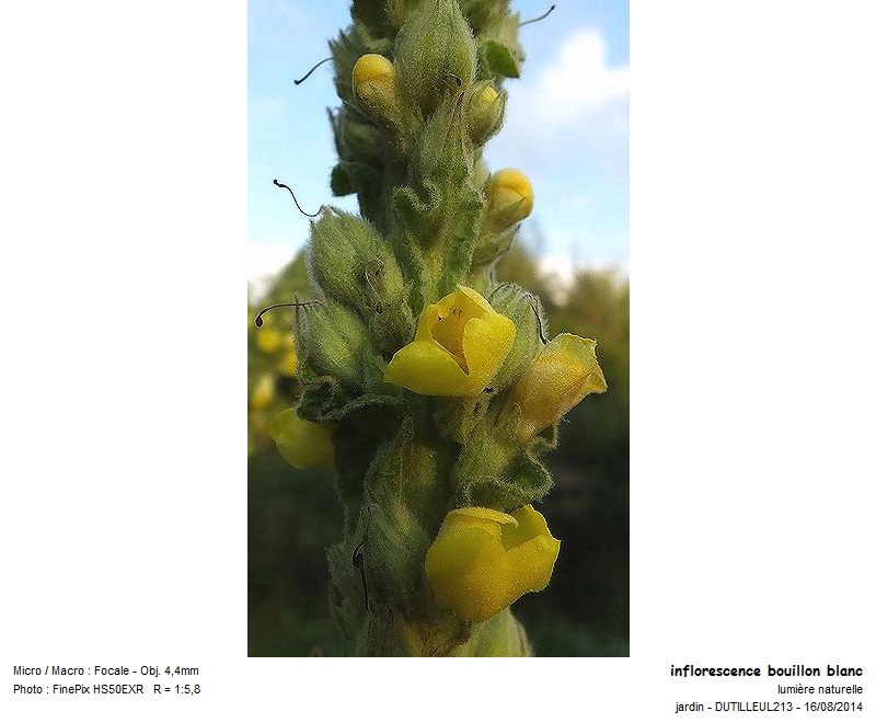Verbascum thapsus - Bouillon blanc #39655
