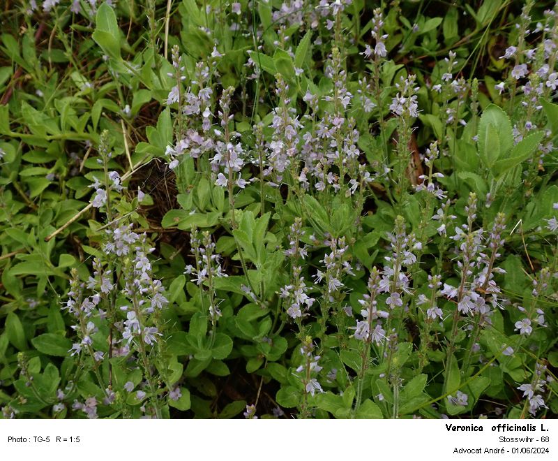 Veronica officinalis L. #79054