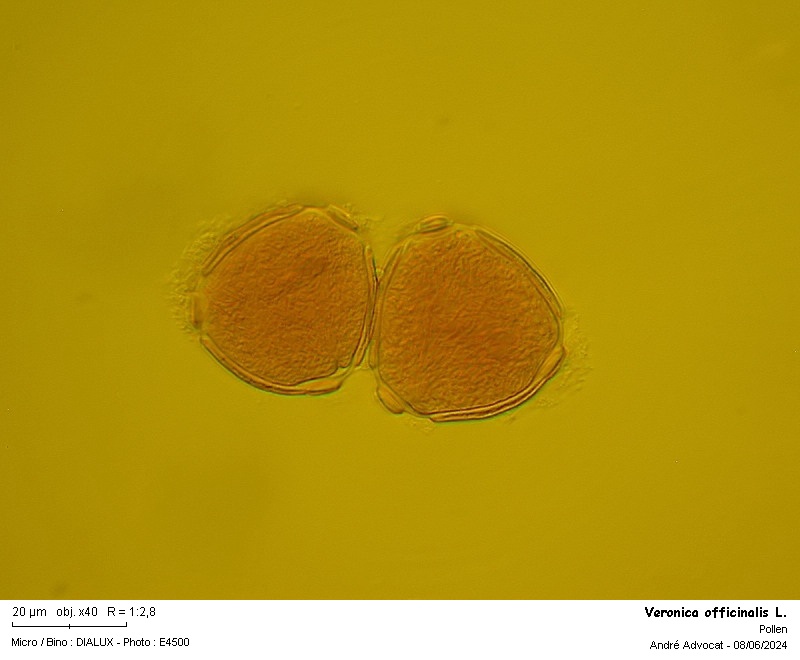 Veronica officinalis L. #79055