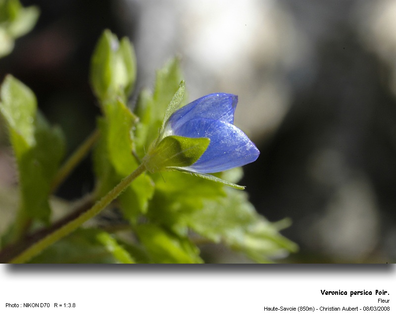 Veronica persica Poir. Véronique de Perse (Scrophulariacées) #2763
