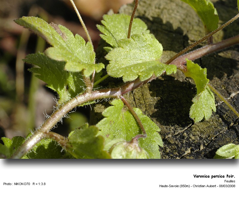 Veronica persica Poir. Véronique de Perse (Scrophulariacées) #8769