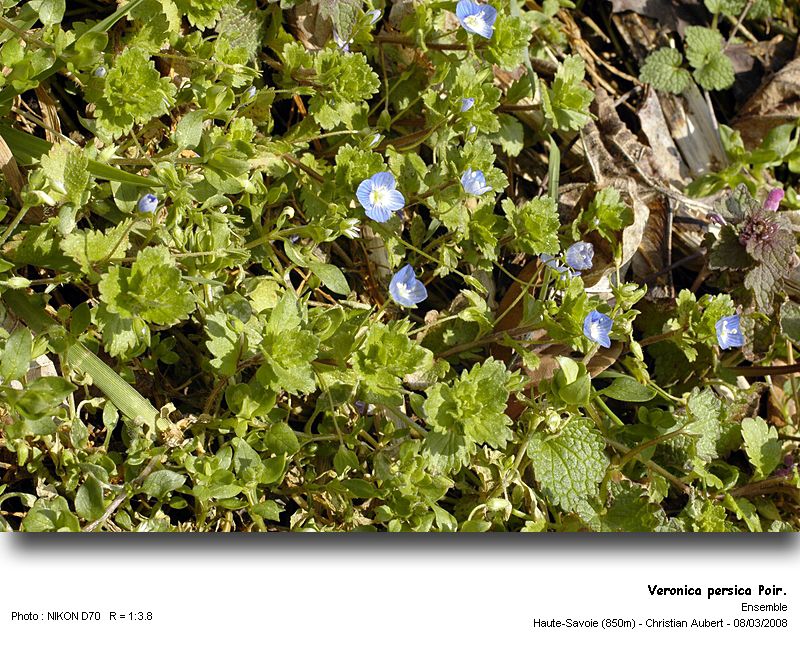 Veronica persica Poir. Véronique de Perse (Scrophulariacées) #2760