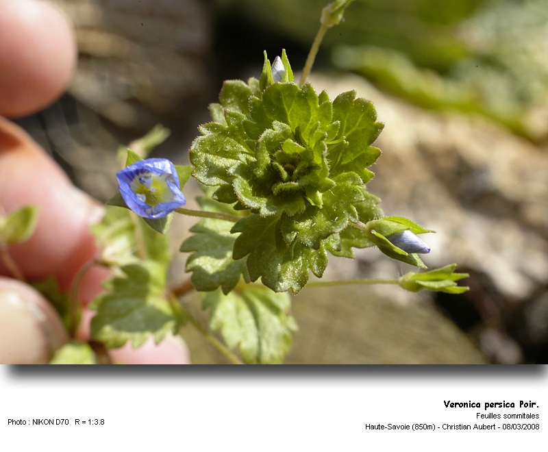 Veronica persica Poir. Véronique de Perse (Scrophulariacées) #8770