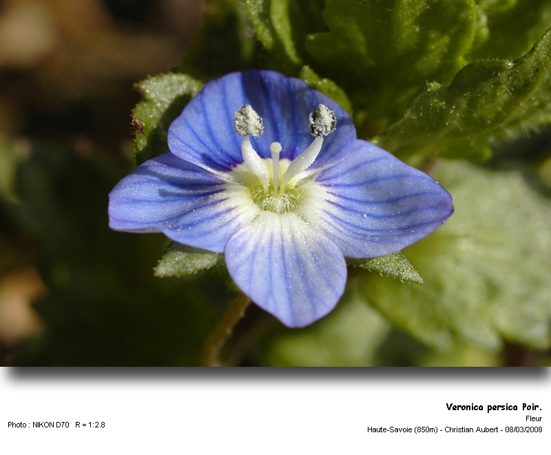 Veronica persica Poir. Véronique de Perse (Scrophulariacées) #2761