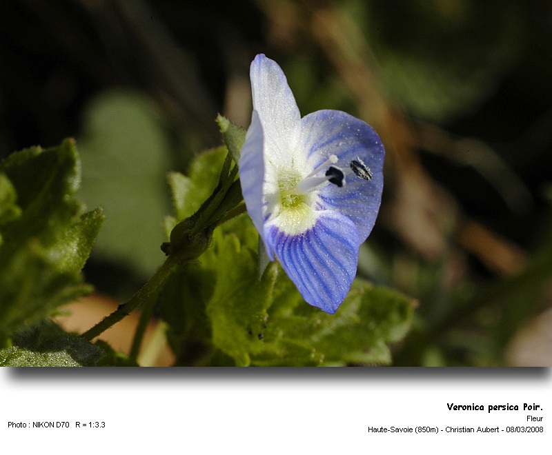 Veronica persica Poir. Véronique de Perse (Scrophulariacées) #2762