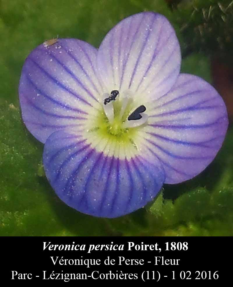 Veronica persica #43606