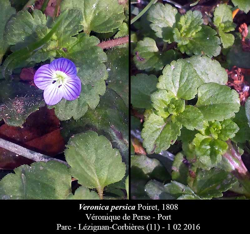 Veronica persica #43605