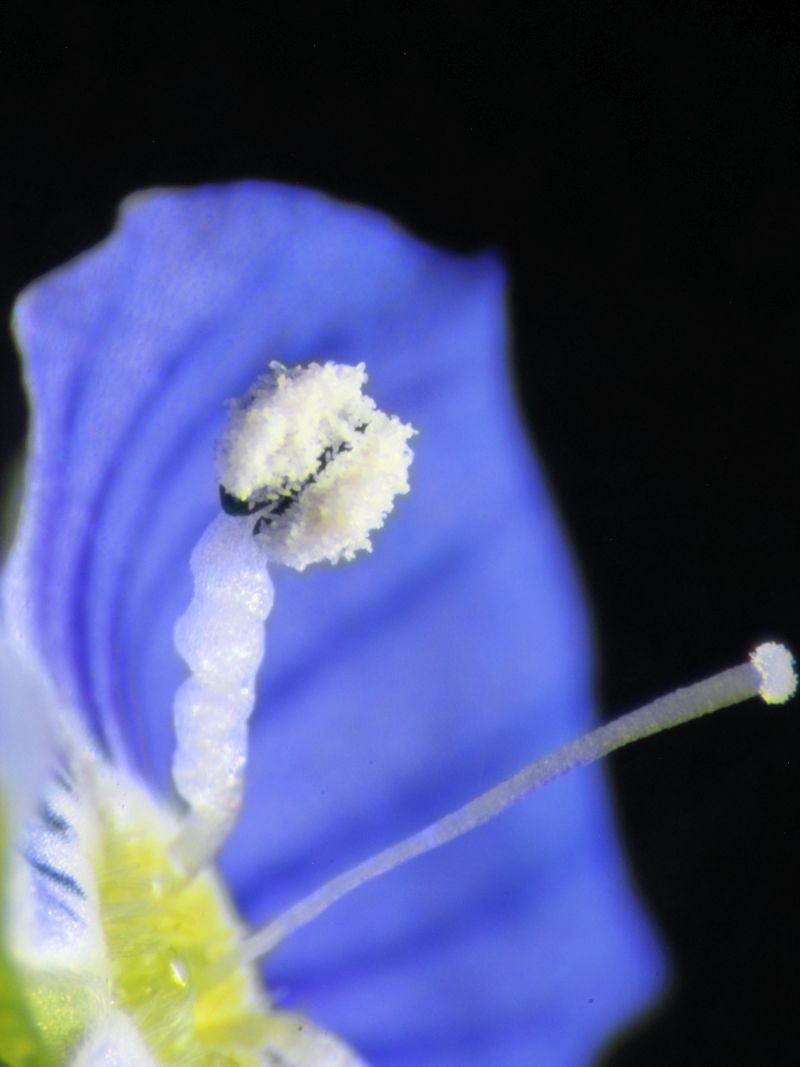 Veronica persica - Véronique de Perse #62875