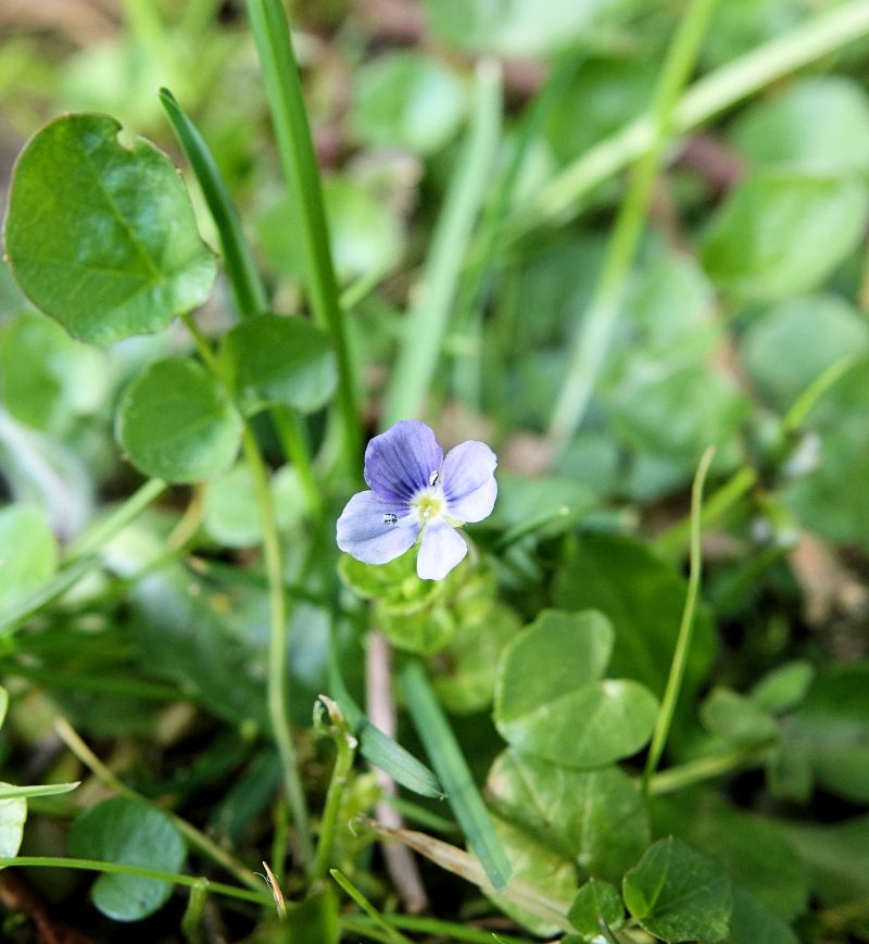 Veronica persica - Véronique de Perse #62872