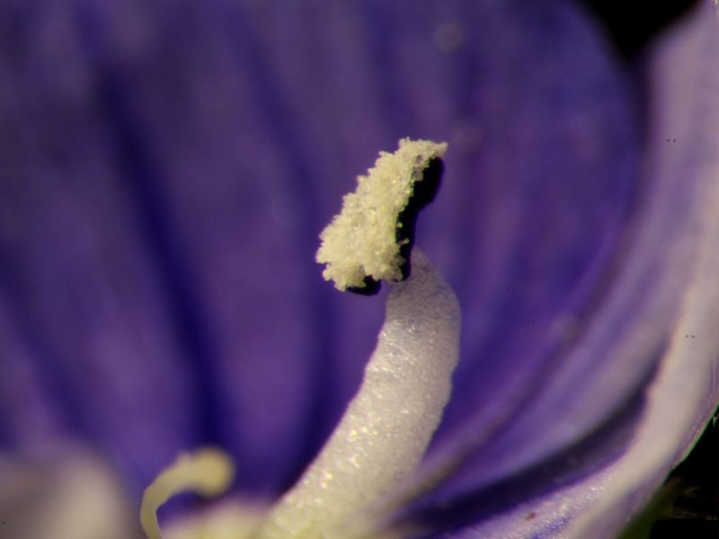 Veronica persica - Véronique de Perse #62874