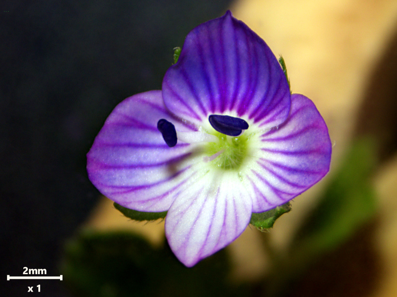 Veronica persica Poir., 1808 #78438
