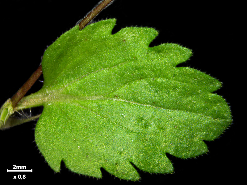 Veronica persica Poir., 1808 #78445