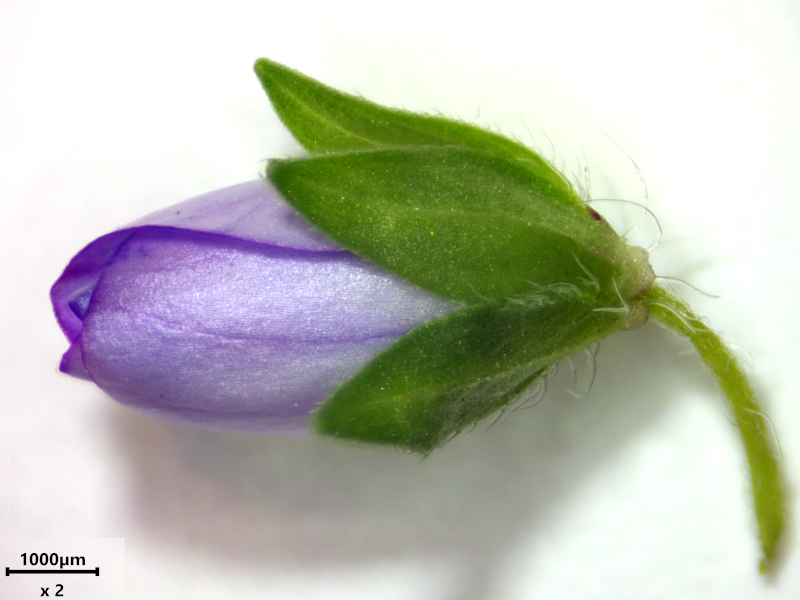 Veronica persica Poir., 1808 #78446