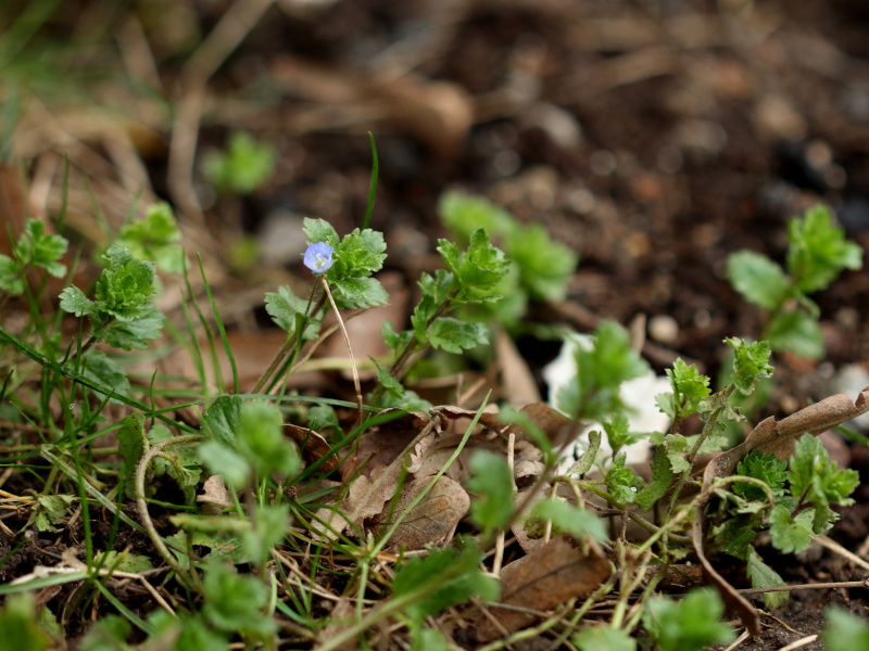 Veronica persica Poir., 1808 #78444