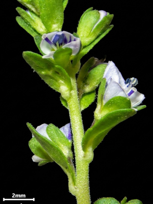 Veronica serpyllifolia L. subsp. serpyllifolia #86080