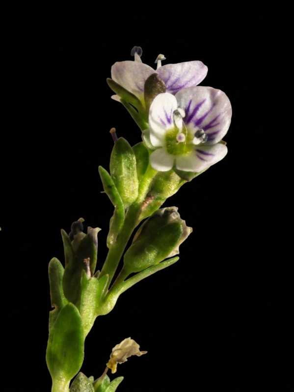 Veronica serpyllifolia L. subsp. serpyllifolia #86077