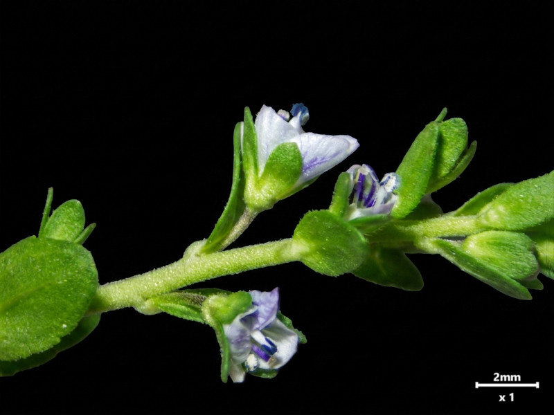 Veronica serpyllifolia L. subsp. serpyllifolia #86081