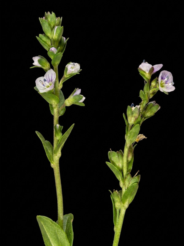 Veronica serpyllifolia L. subsp. serpyllifolia #86078