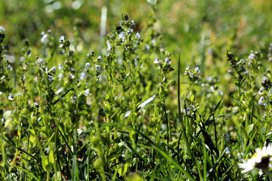 Veronica serpyllifolia L. subsp. serpyllifolia #86069