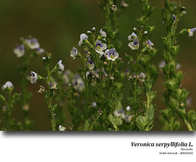 Veronica serpyllifolia L. #63306