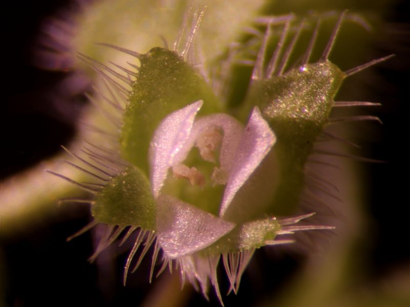Veronica sublobata #66530
