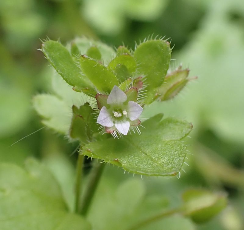 Veronica sublobata #66529