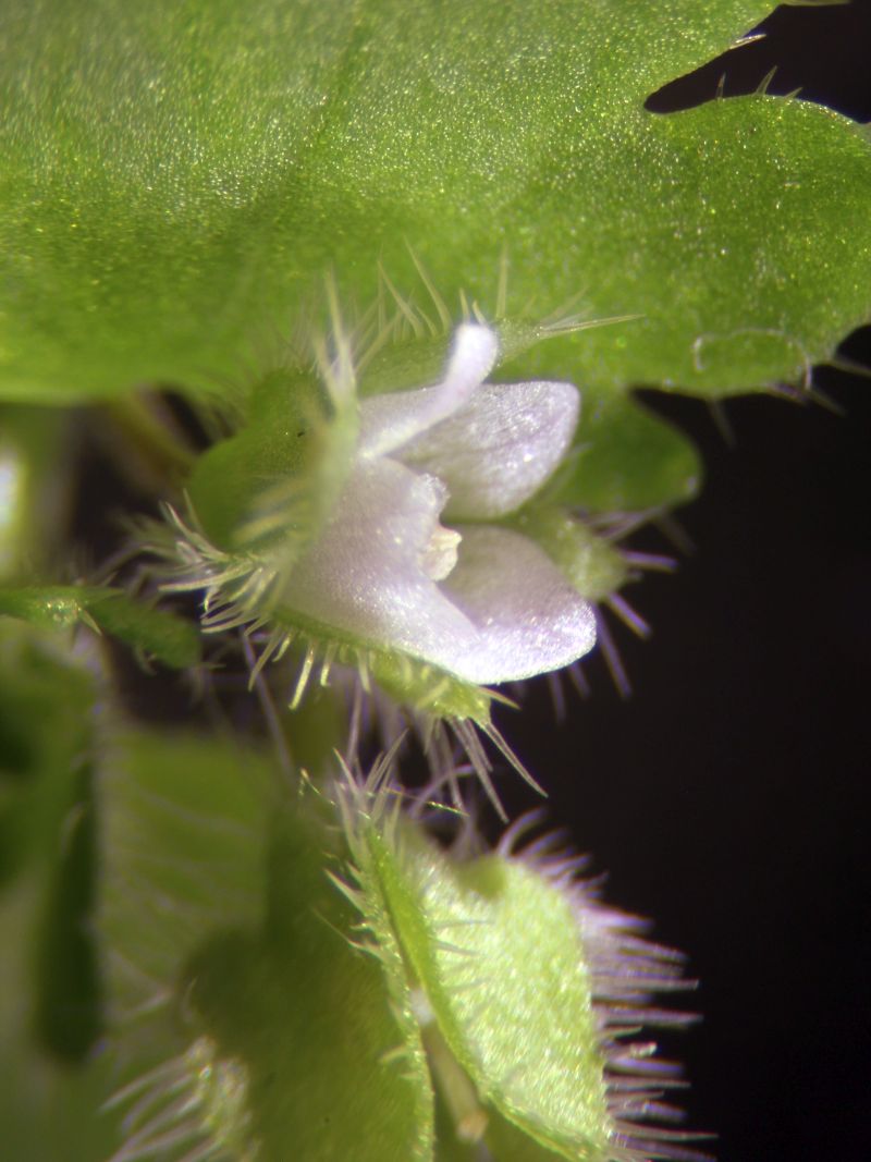 Veronica sublobata #66531