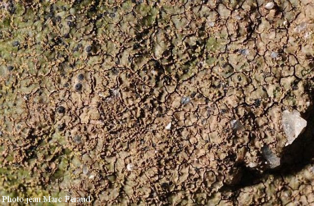 Verrucaria macrostoma f. furfuracea de Lesd. #14955