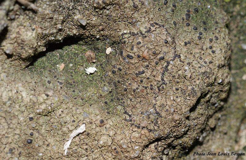 Verrucaria macrostoma f. furfuracea de Lesd. #14952