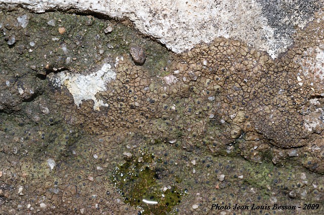 Verrucaria macrostoma f. furfuracea de Lesd. #14954