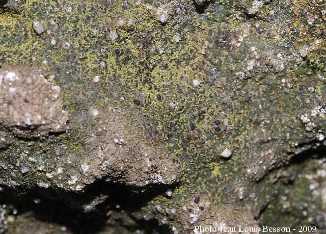 Verrucaria macrostoma f. furfuracea de Lesd. #14953