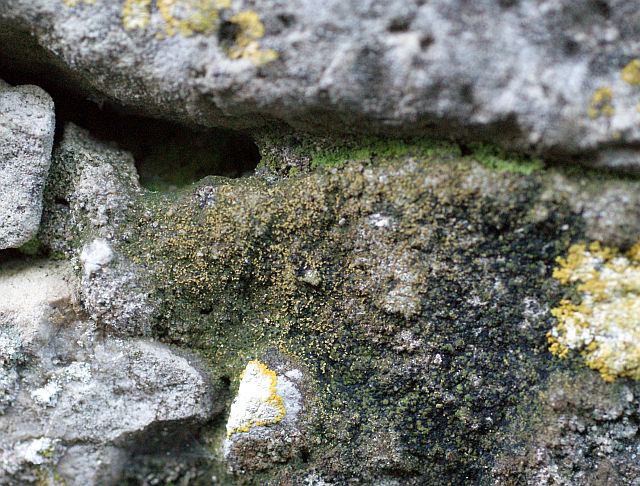 Verrucaria macrostoma f. furfuracea de Lesd. #14951