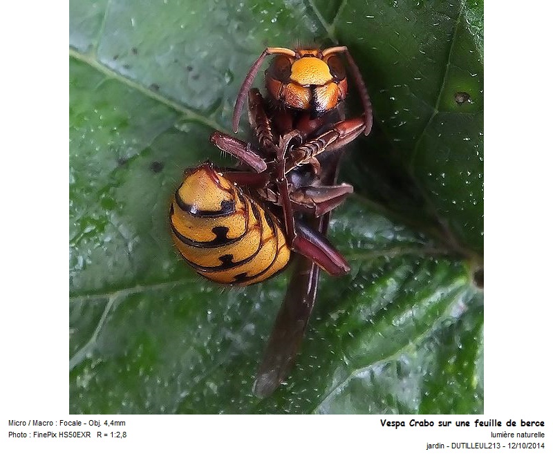 Vespa crabo - Frelon #39379