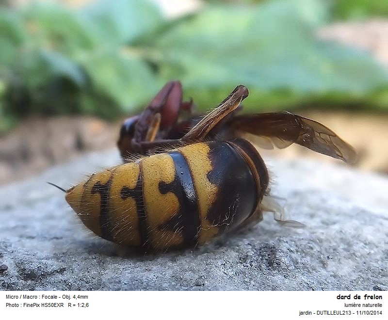 Vespa crabo - Frelon #39375