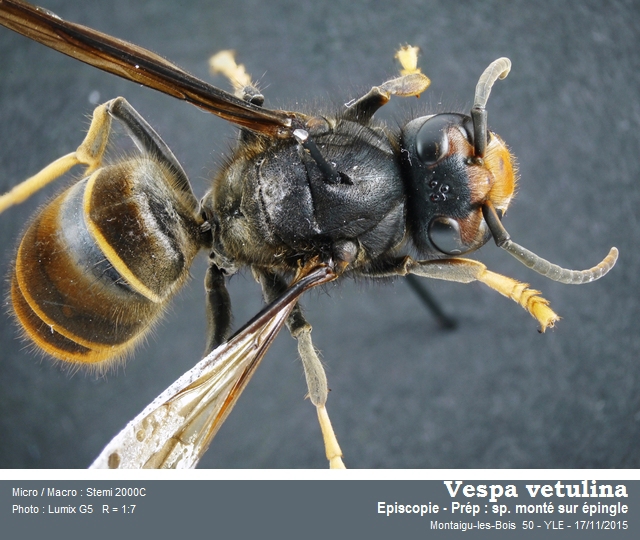 Vespa vetulina #42594